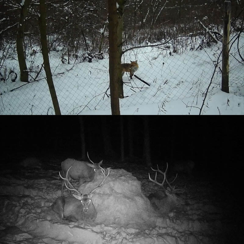 Mini camera de chasse
