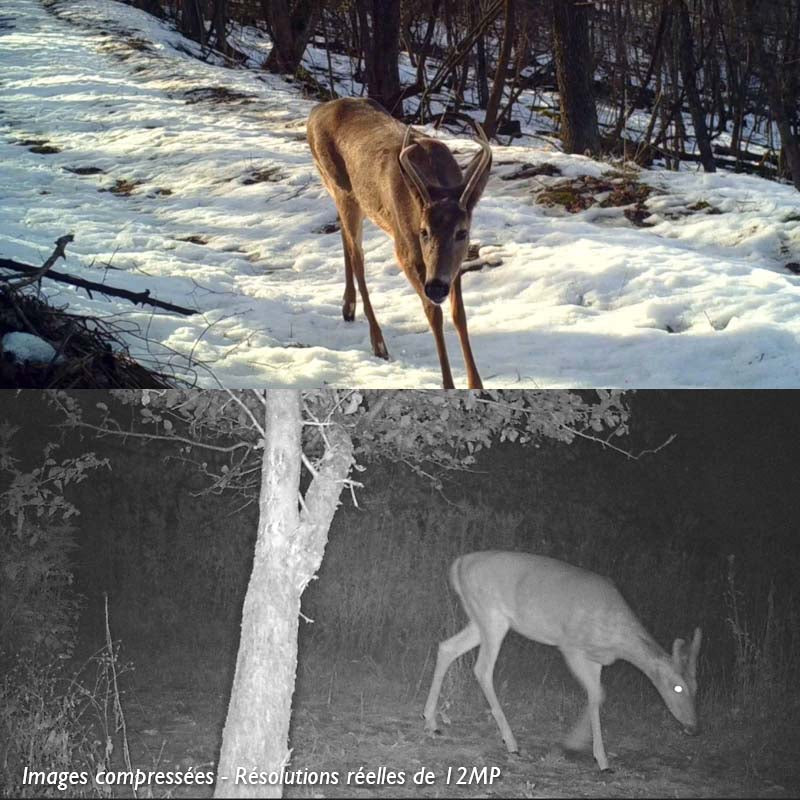 Piège Photographique<br> Animaux TR-10K
