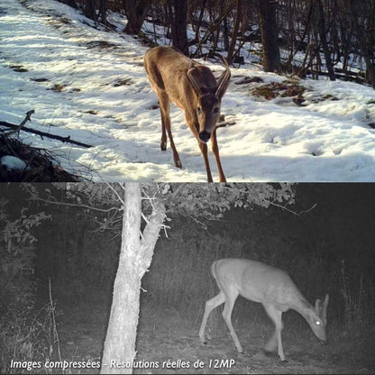 Piège Photographique<br> Animaux TR-10K